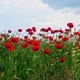 Beautiful red poppies - PhotoDune Item for Sale