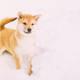 Curious Young Japanese Small Size Shiba Inu Dog Play Outdoor In Snow, Snowdrift At Sunny Winter Day - PhotoDune Item for Sale