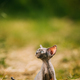 Funny Young Gray Devon Rex Kitten In Grass. Short-haired Cat Of English Breed. Sweet Devon Rex Cat - PhotoDune Item for Sale