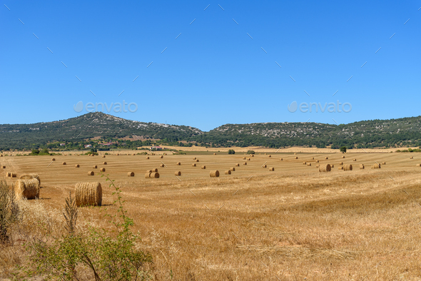 Round straw bales on a field after grain harvest - Stock Photo - Images