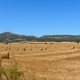 Round straw bales on a field after grain harvest - PhotoDune Item for Sale