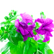 bright purple petunia - PhotoDune Item for Sale