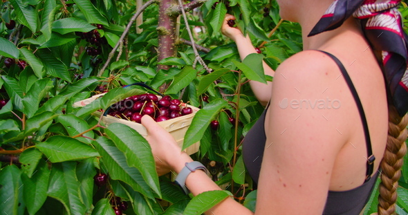 Basket with fresh red berries. Summer harvest. Person filmed while working. Young woman picking - Stock Photo - Images