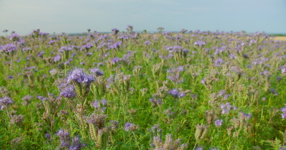 Rural agriculture landscape. Close-up. Go everywhere. Relax meditative view. Blue purple - Stock Photo - Images