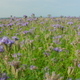 Rural agriculture landscape. Close-up. Go everywhere. Relax meditative view. Blue purple - PhotoDune Item for Sale