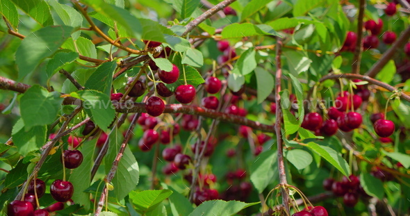Abundance. Vegetarian organic food. Ripe sour cherry in the garden, close-up shooting with fresh - Stock Photo - Images