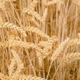 Ears of wheat close-up. View of golden ripe grain field. Crop farm. Nature in summer sunny day - PhotoDune Item for Sale