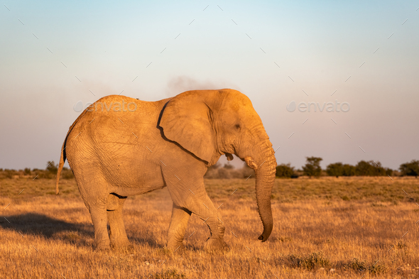 Closeup view of big African Elephant - Stock Photo - Images