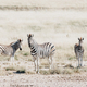 African plains zebra family on the dry brown savannah grasslands - PhotoDune Item for Sale