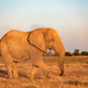 Closeup view of big African Elephant - PhotoDune Item for Sale