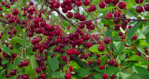 Growing organic food. Macro footage. Close-up of ripe red sour cherries on a branch of a cherry tree - Stock Photo - Images