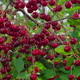 Growing organic food. Macro footage. Close-up of ripe red sour cherries on a branch of a cherry tree - PhotoDune Item for Sale