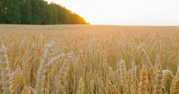 Dolly slider reveal wheat field at sunset with sun flares. Sun sets over the green forest. Rich - Stock Photo - Images