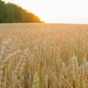 Dolly slider reveal wheat field at sunset with sun flares. Sun sets over the green forest. Rich - PhotoDune Item for Sale