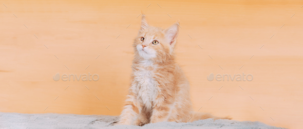 Cat Copy Space Background In Calming Coral Color Colour. Young Red Maine Coon Kitten Cat Sitting On - Stock Photo - Images