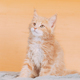 Cat Copy Space Background In Calming Coral Color Colour. Young Red Maine Coon Kitten Cat Sitting On - PhotoDune Item for Sale