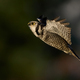 Northern hawk owl (Surnia ulula) - PhotoDune Item for Sale