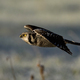 Northern hawk owl (Surnia ulula) - PhotoDune Item for Sale