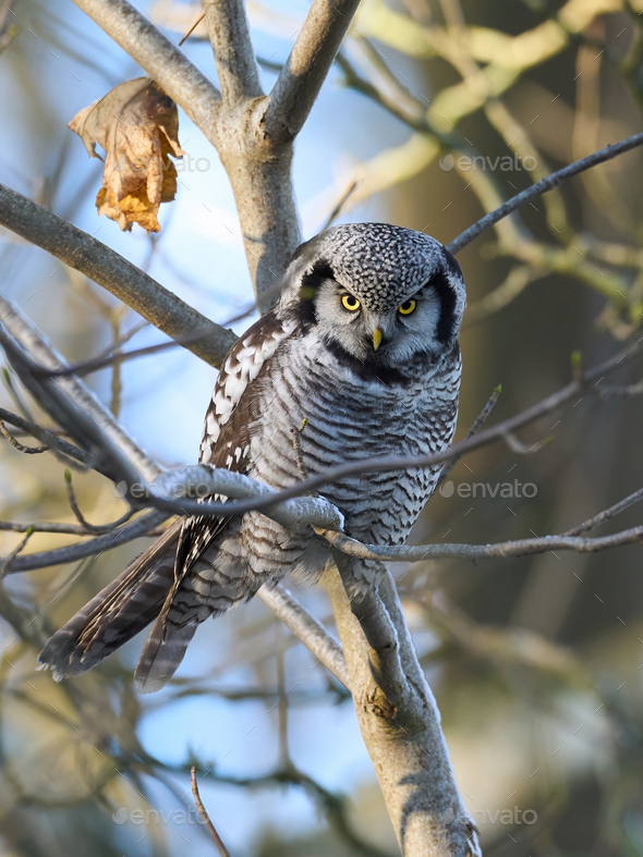 Northern hawk owl (Surnia ulula) - Stock Photo - Images