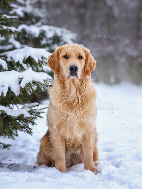 dog golden retriever labrador in a frozen forest in winter on snow - Stock Photo - Images