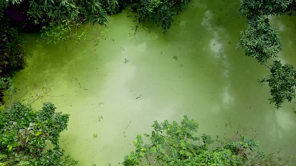 Aerial view of deep green forest or jungle at rainy season. alt