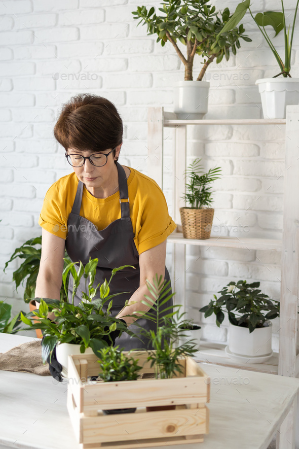 Middle aged woman in an apron clothes takes care of potted plant in pot. Home gardening and - Stock Photo - Images