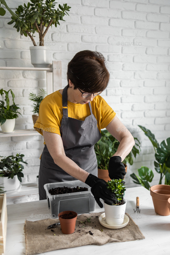 Spring houseplant care, repotting houseplants. Waking up indoor plants for spring. Middle aged woman - Stock Photo - Images