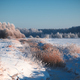 Winter landscape with reeds, snow covered forest and blue sky, cold early morning - PhotoDune Item for Sale