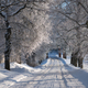Winter landscape with majestic alley of frosted trees, winter road - PhotoDune Item for Sale