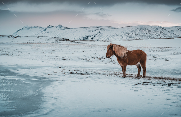 Stunning landscape and horse. Iceland - Stock Photo - Images