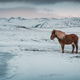 Stunning landscape and horse. Iceland - PhotoDune Item for Sale