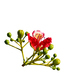 Red blooming flower and buds of Royal Poinciana tropical tree - PhotoDune Item for Sale