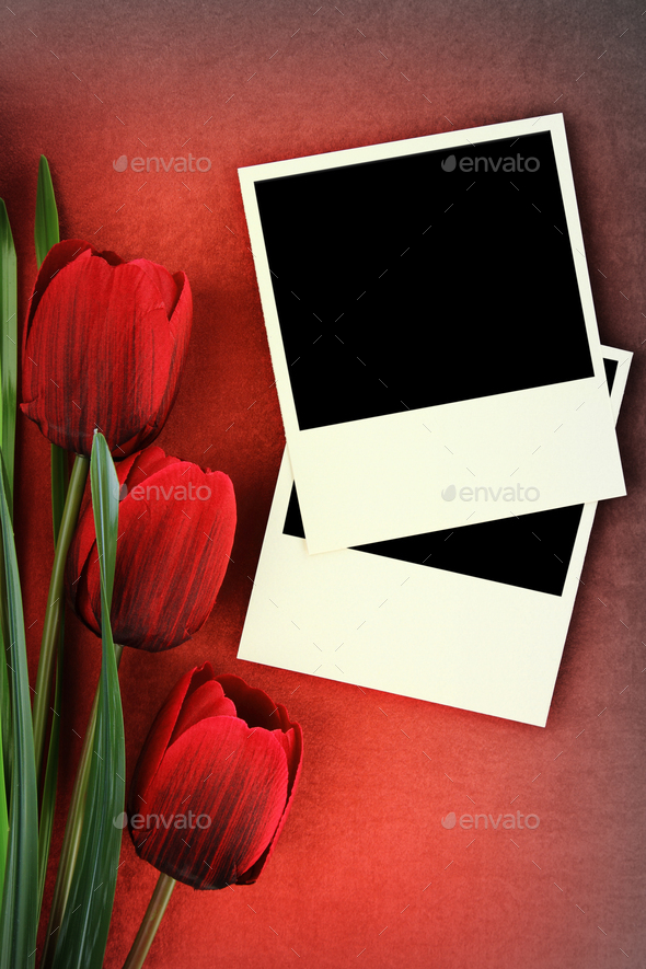 Polaroid frame and tulips on vintage background - Stock Photo - Images