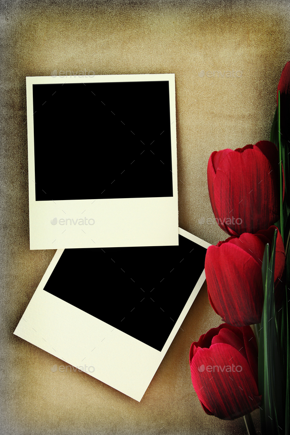 Polaroid frame and tulips on vintage background - Stock Photo - Images