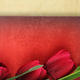Beautiful tulip flowers on vintage background - PhotoDune Item for Sale