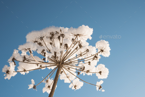 Dry flower of cow parsnip under snow on blue sky background - Stock Photo - Images