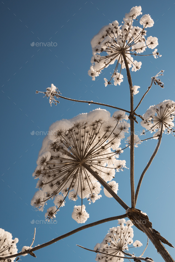 Dry flower of cow parsnip under snow on blue sky background from below - Stock Photo - Images