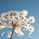 Dry flower of cow parsnip under snow on blue sky background - PhotoDune Item for Sale