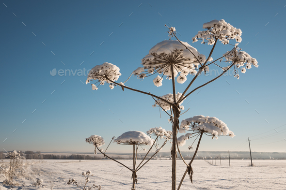 Dry flower of cow parsnip at snow meadow in winter - Stock Photo - Images