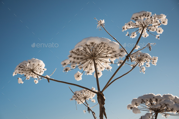 flower of cow parsnip under snow on blue sky background in winter - Stock Photo - Images