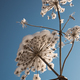 Dry flower of cow parsnip under snow on blue sky background from below - PhotoDune Item for Sale