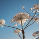 flower of cow parsnip under snow on blue sky background in winter - PhotoDune Item for Sale