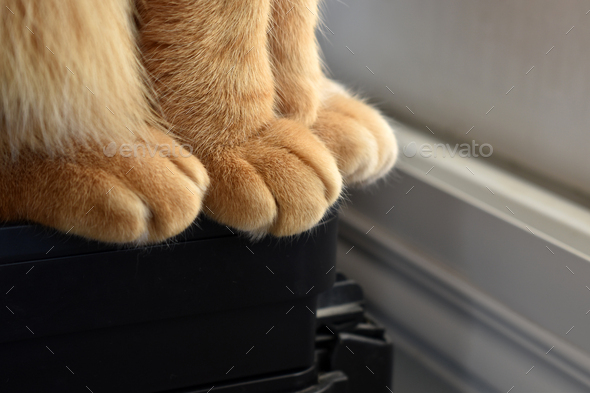 Ginger cat paws closeup.
