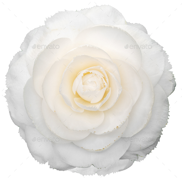 White camellia flower isolated on white background - Stock Photo - Images