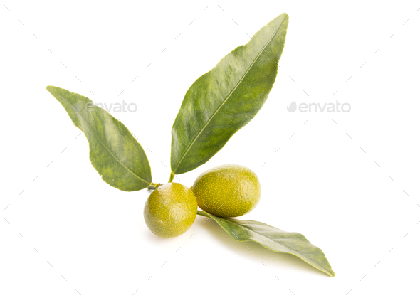 Kumquat twig with fruit and leaves isolated on white background - Stock Photo - Images