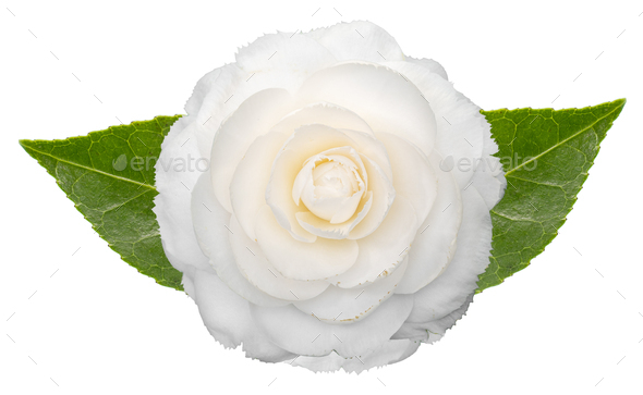 White camellia flower with leaves isolated on white background - Stock Photo - Images