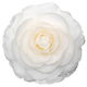 White camellia flower isolated on white background - PhotoDune Item for Sale
