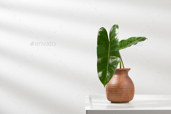 Philodendron burle-marxii. - Stock Photo - Images