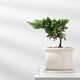 Juniperus procumbens. - PhotoDune Item for Sale