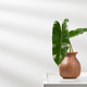 Philodendron burle-marxii. - PhotoDune Item for Sale